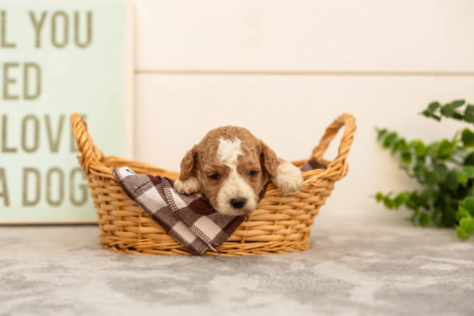 Ivy goldendoodle for sale(3).jpg