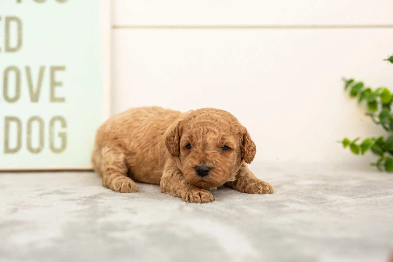 Lily goldendoodle for sale(1).jpg
