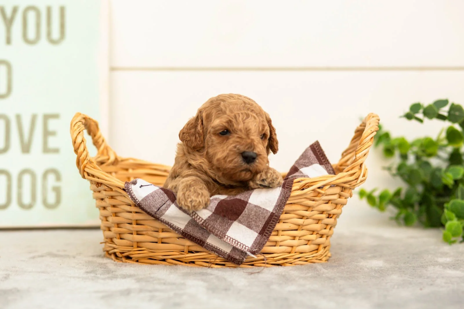 Lily goldendoodle for sale.jpg