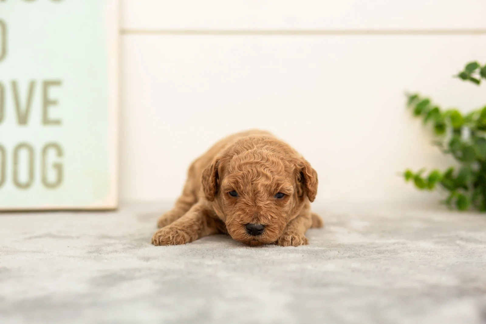 Lily goldendoodle for sale(2).jpg