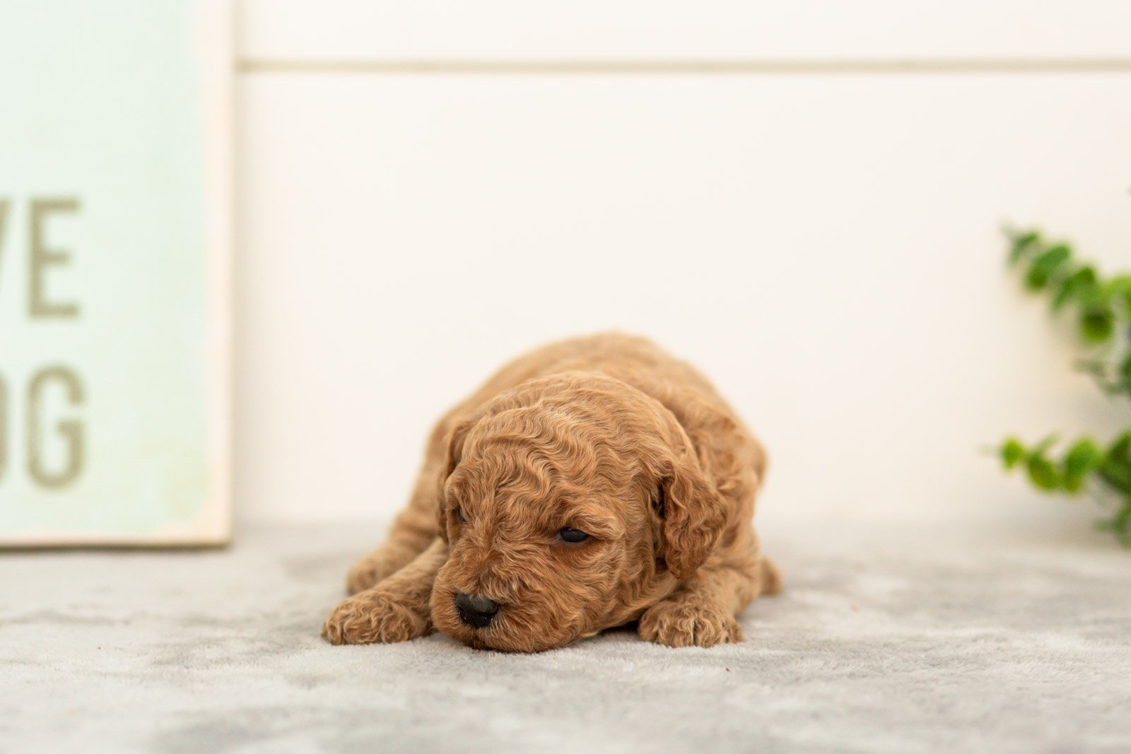 Lily goldendoodle for sale(3).jpg