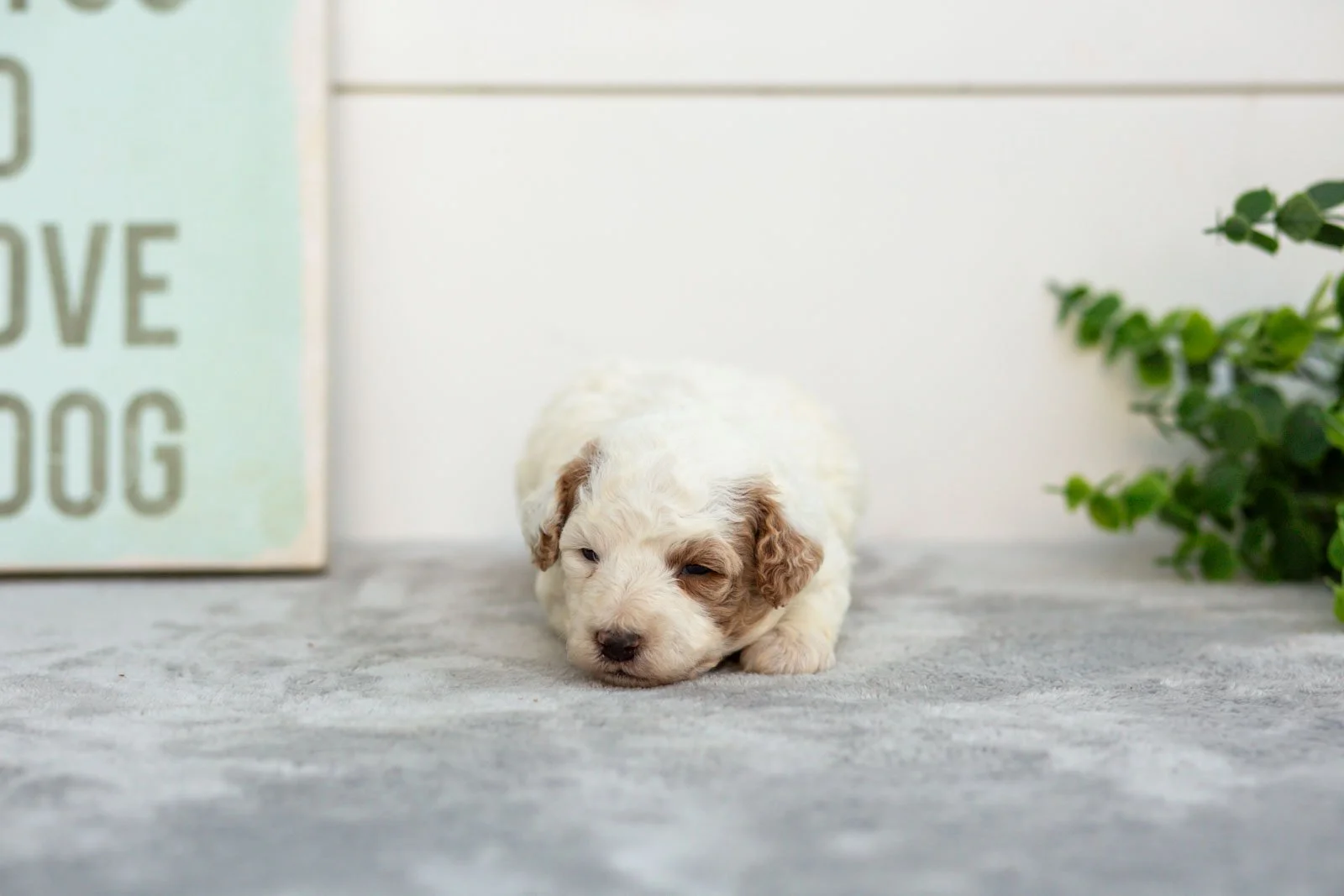 Olive goldendoodle for sale.jpg