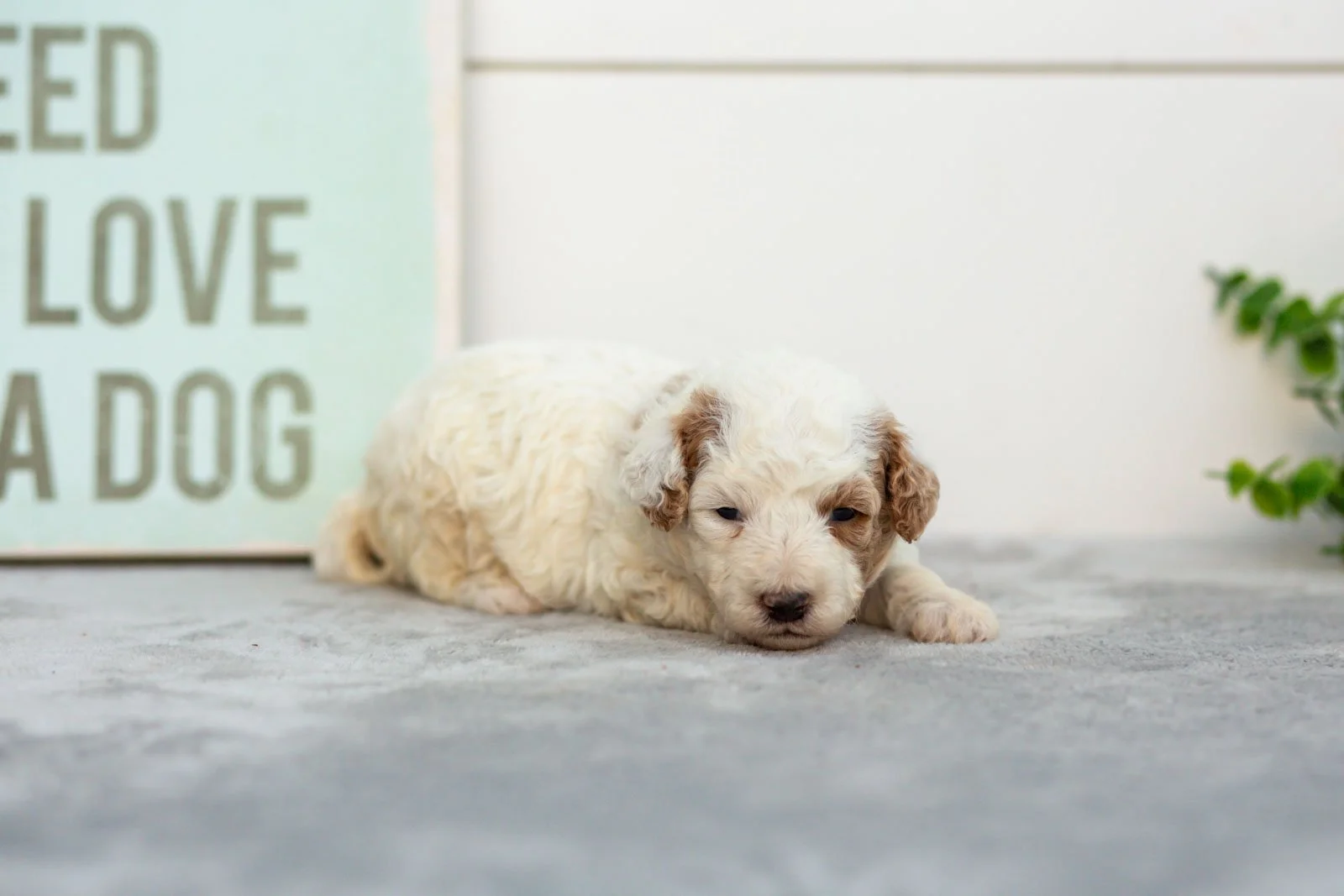 Olive goldendoodle for sale(1).jpg