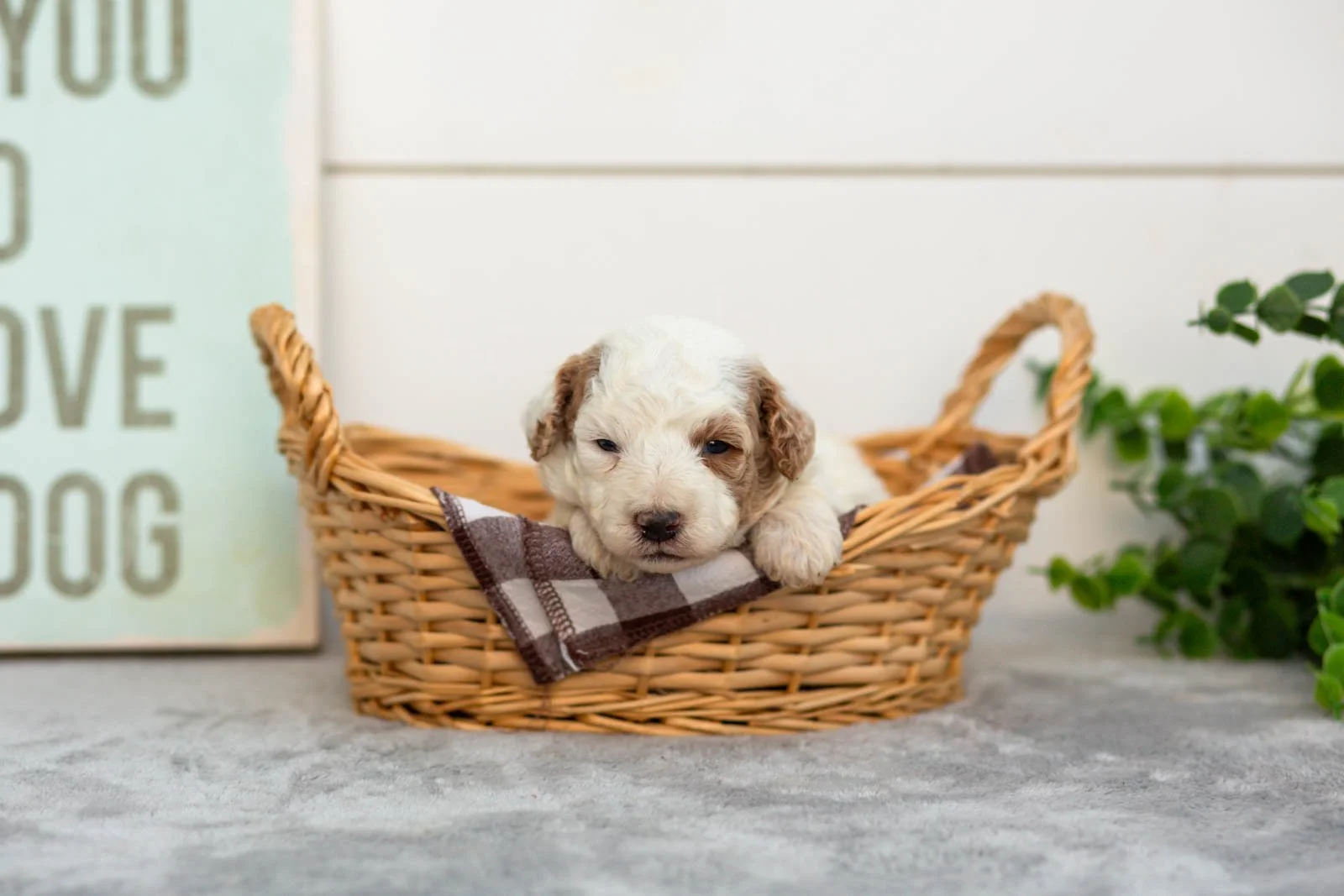 Olive goldendoodle for sale(3).jpg