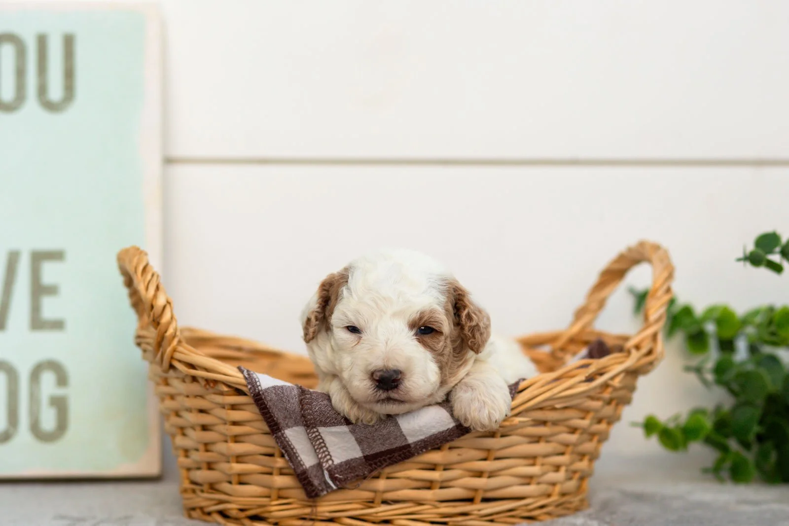 Olive goldendoodle for sale(4).jpg