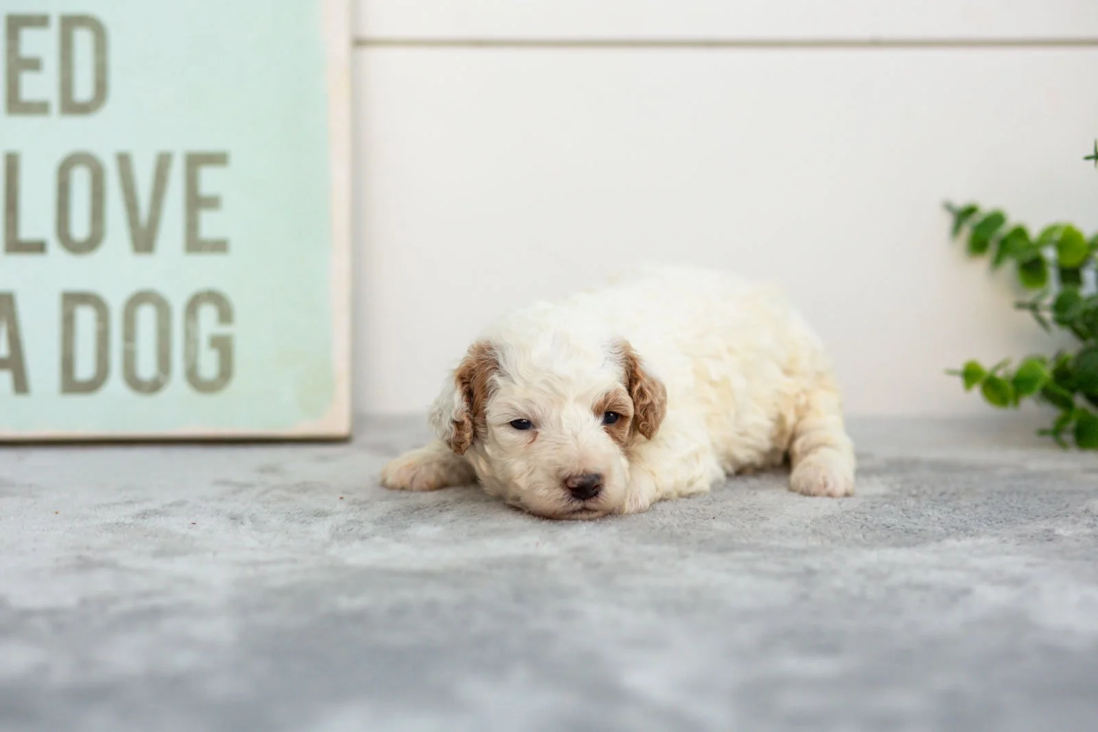 Olive goldendoodle for sale(2).jpg