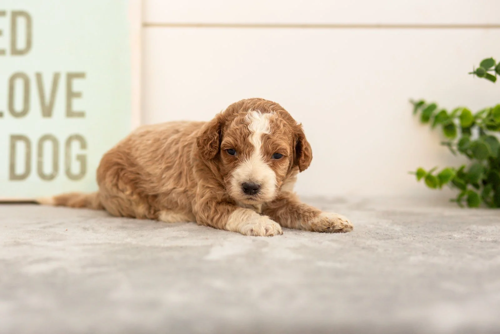 Sage goldendoodle for sale(1).jpg