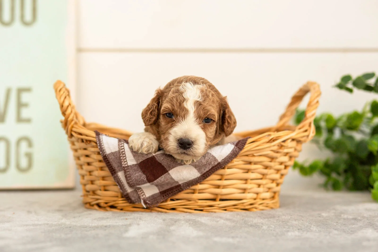 Sage goldendoodle for sale(3).jpg