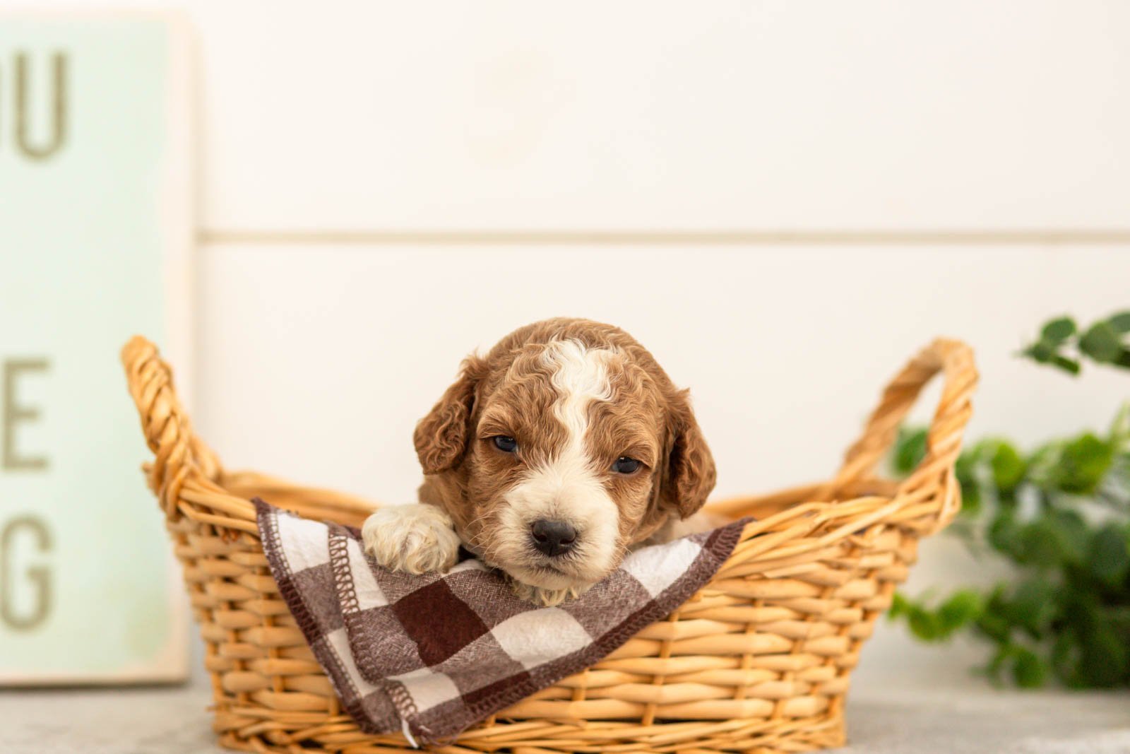Sage goldendoodle for sale(4).jpg