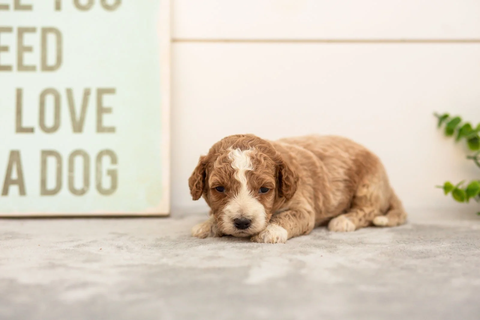 Sage goldendoodle for sale.jpg