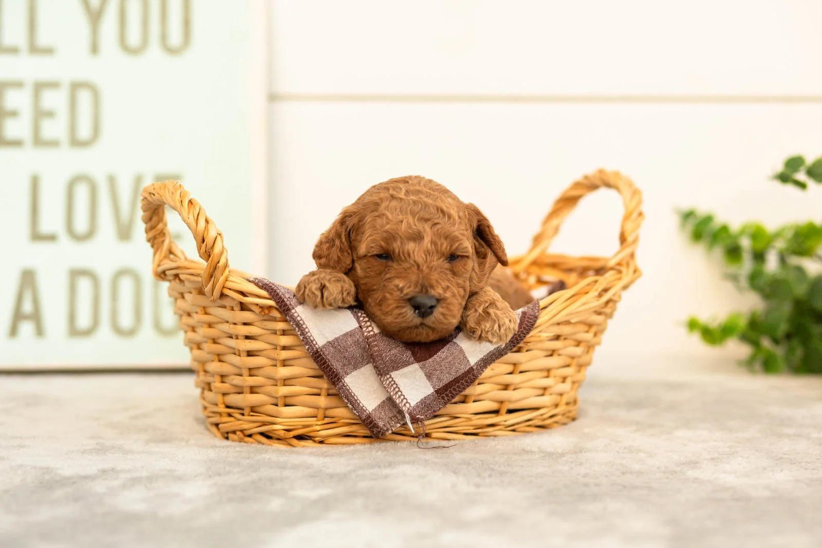 Sprout goldendoodle for sale(3).jpg