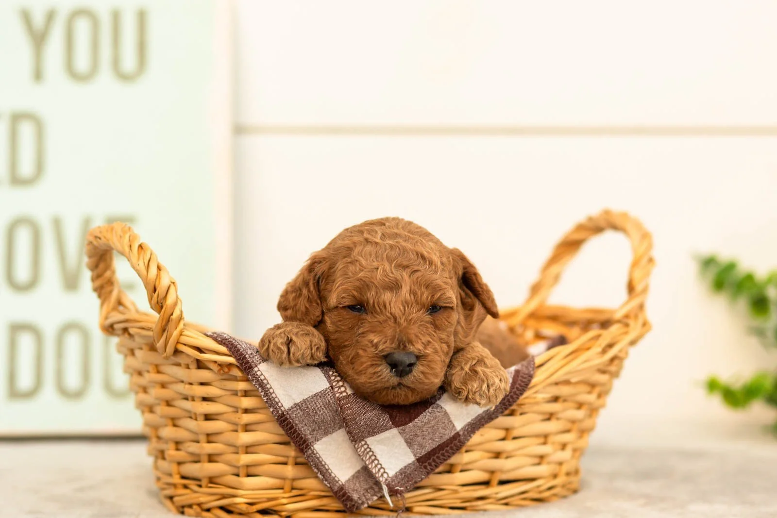 Sprout goldendoodle for sale(4).jpg