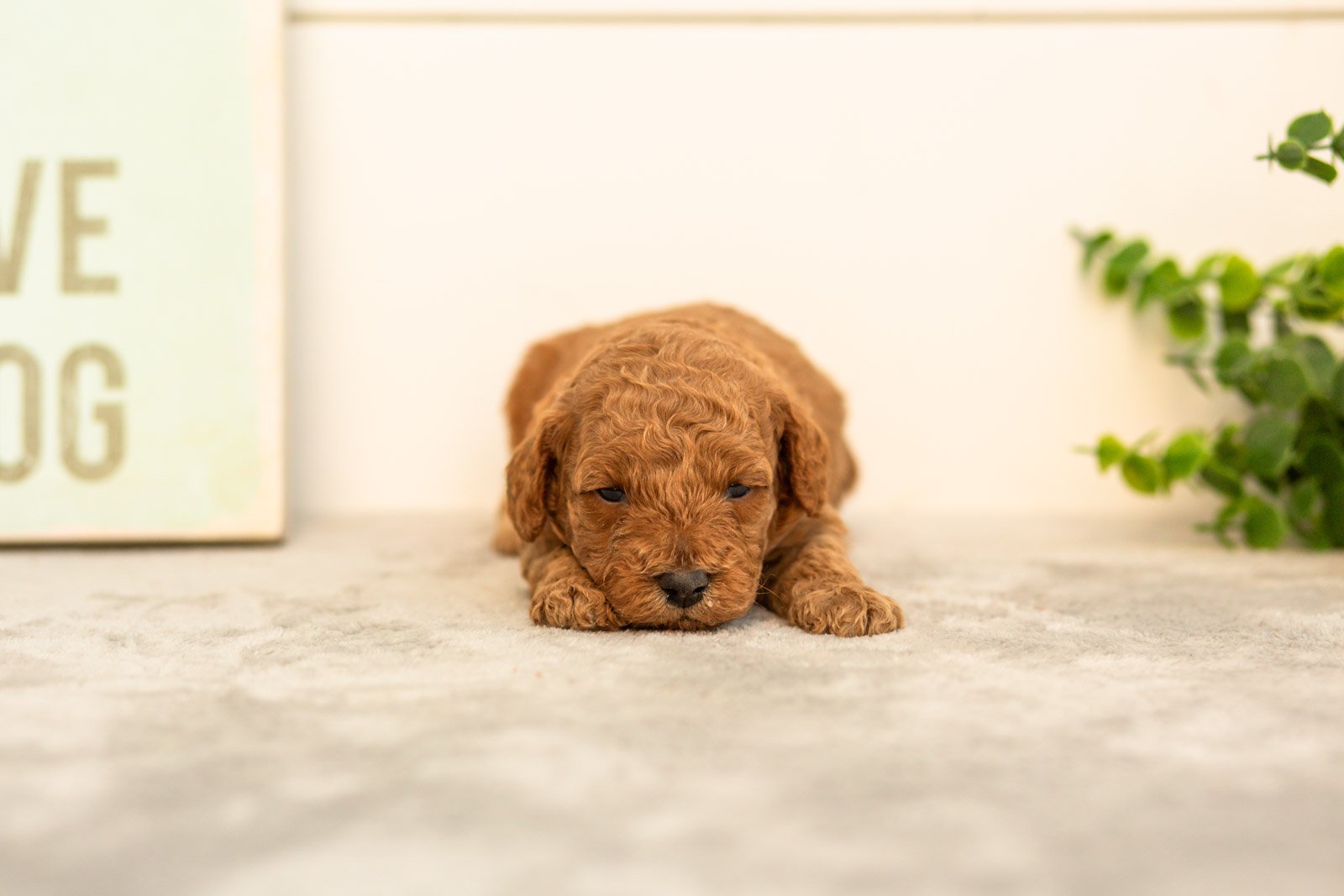 Sprout goldendoodle for sale(2).jpg