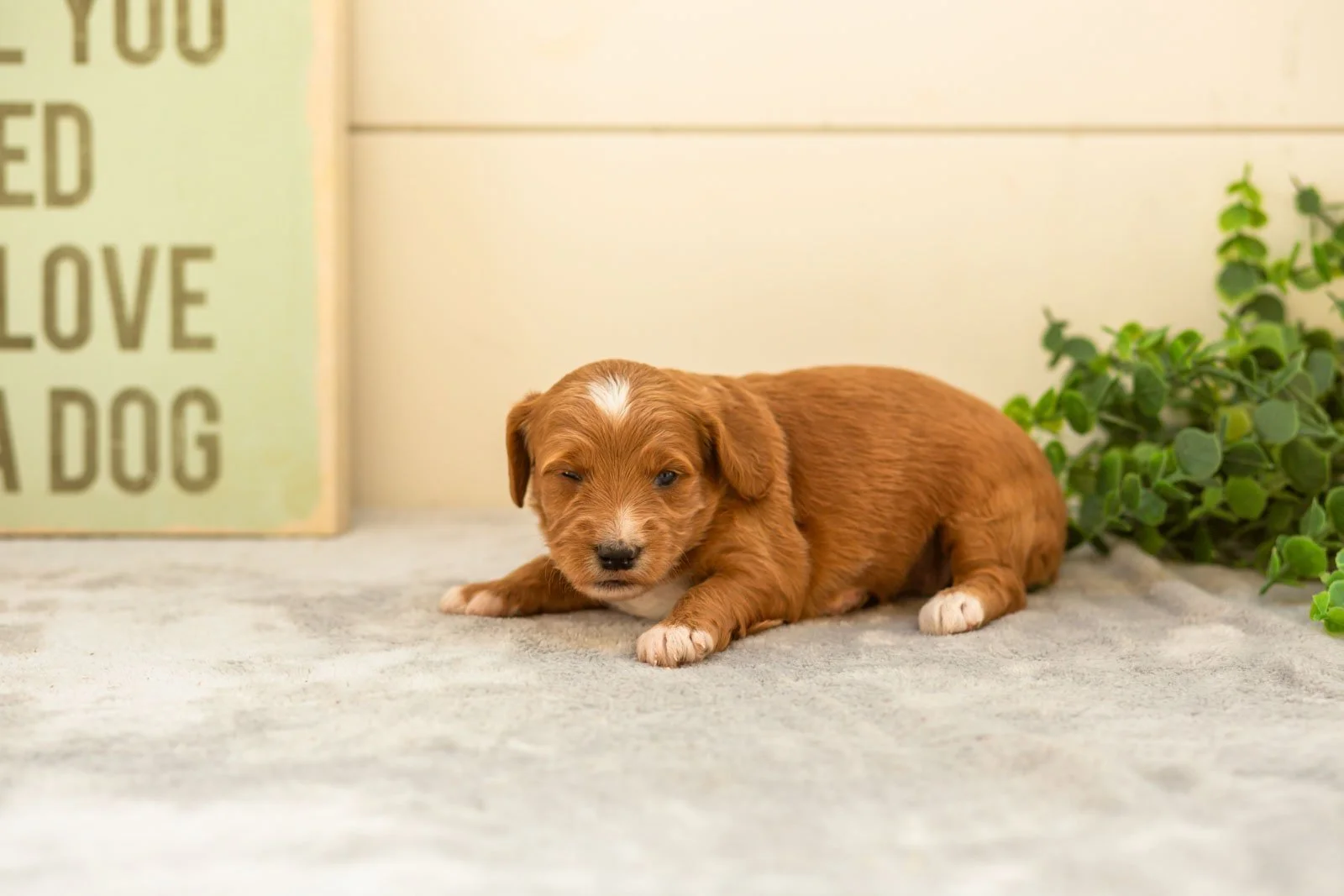 Espresso goldendoodle for sale(2).jpg