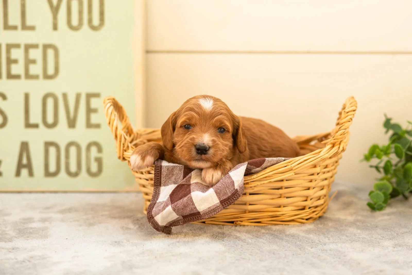 Espresso goldendoodle for sale(1).jpg