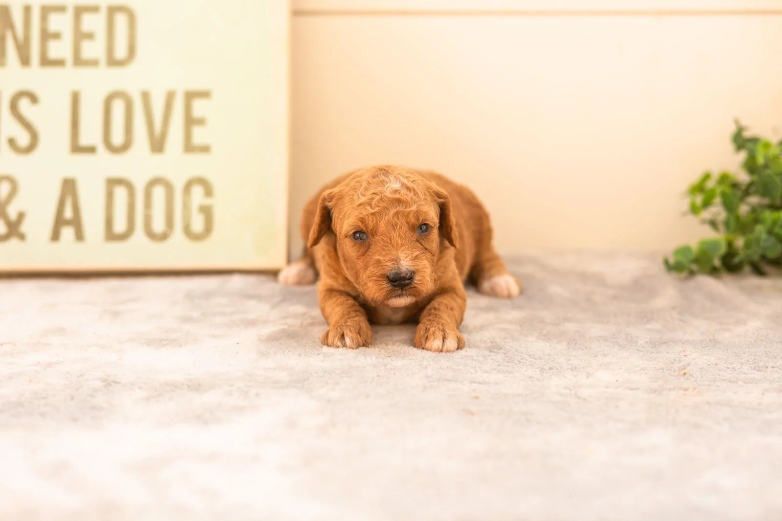 Latte goldendoodle for sale(2).jpg