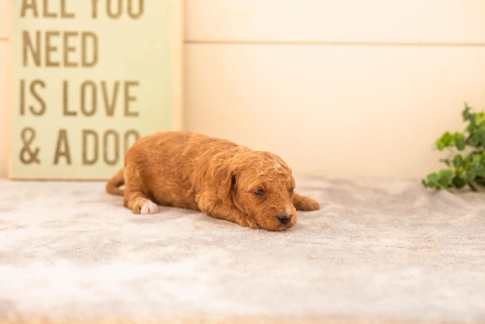 Latte goldendoodle for sale(3).jpg
