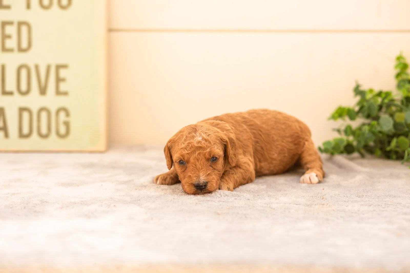 Latte goldendoodle for sale(4).jpg