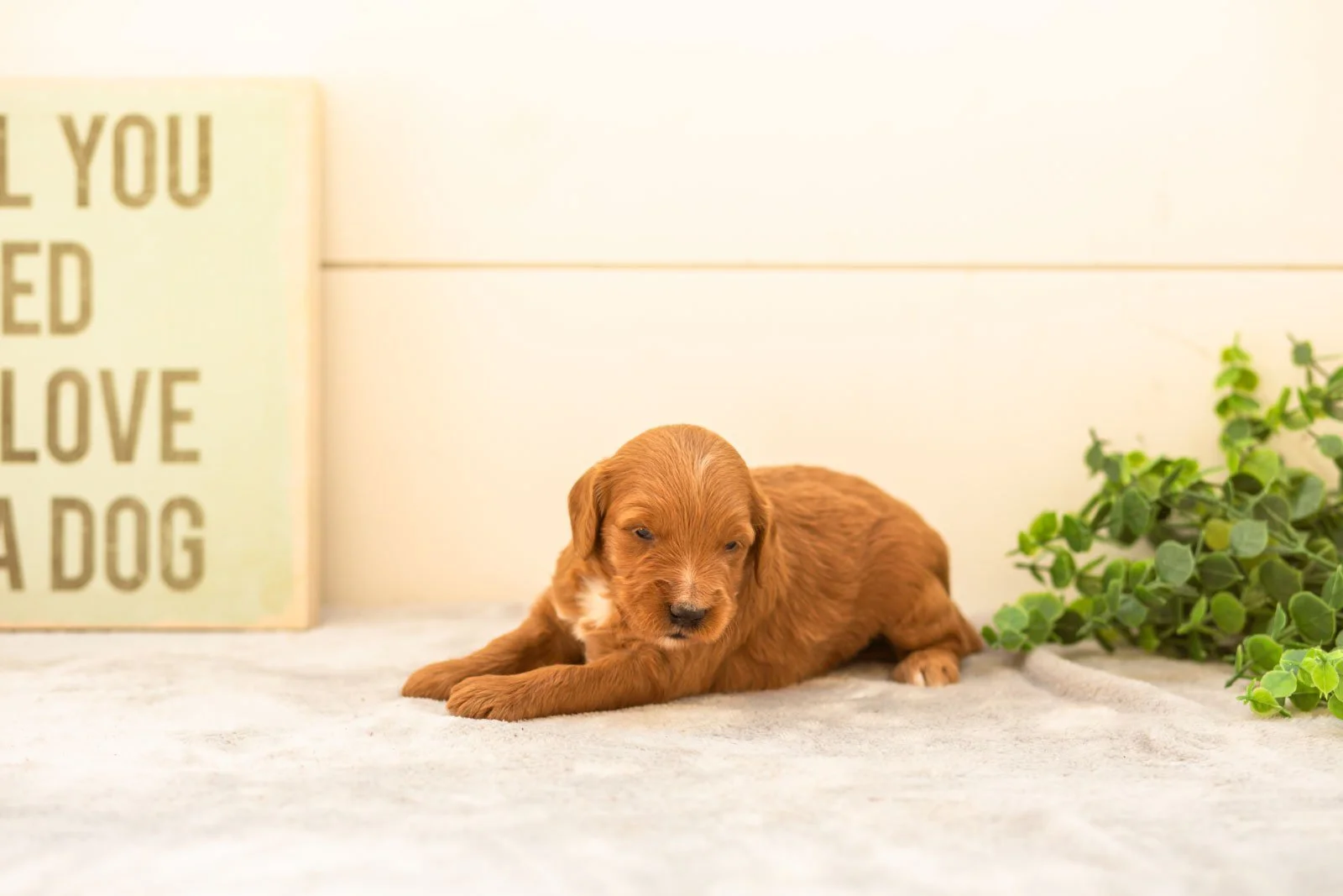 Chai goldendoodle for sale.jpg