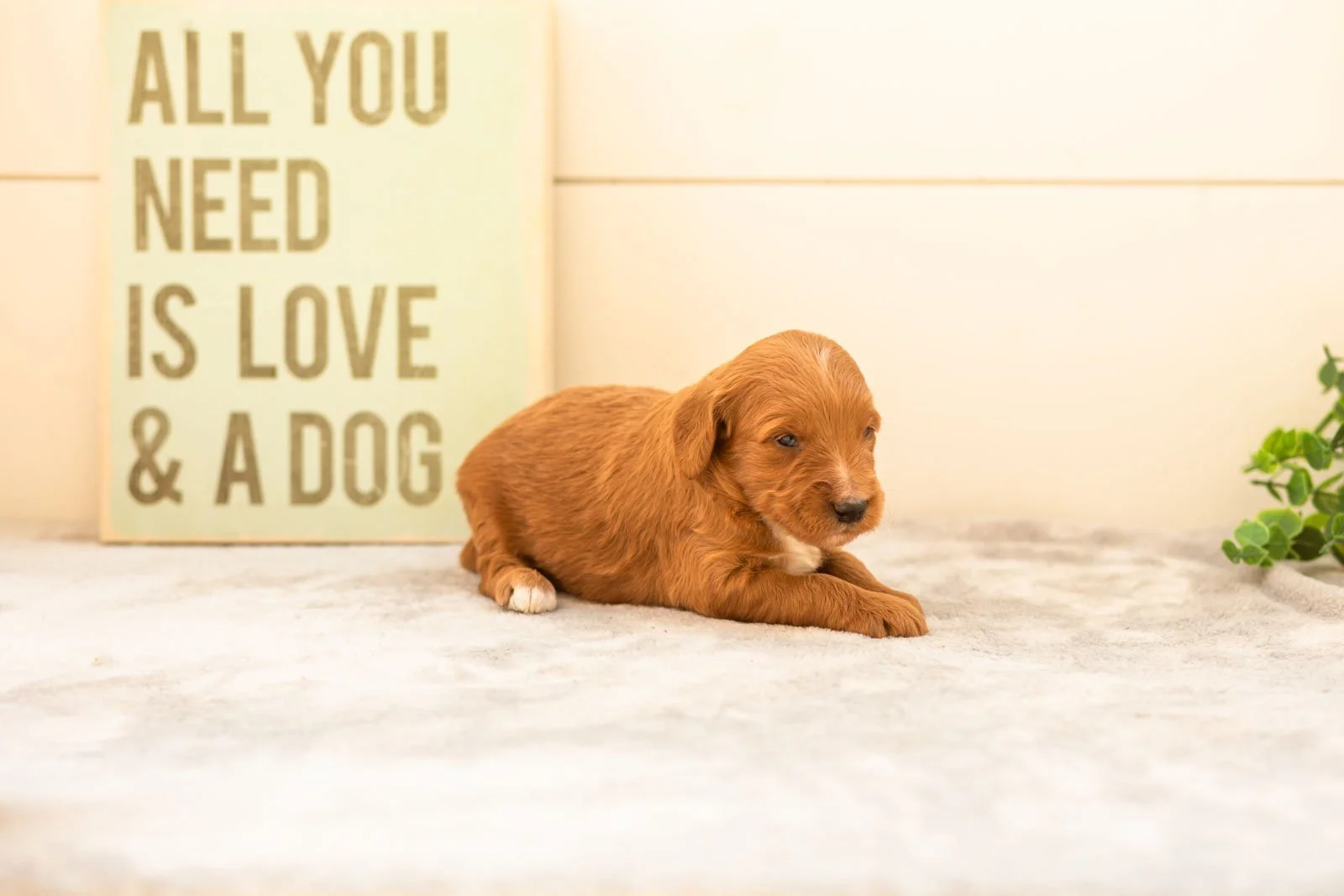Chai goldendoodle for sale(1).jpg