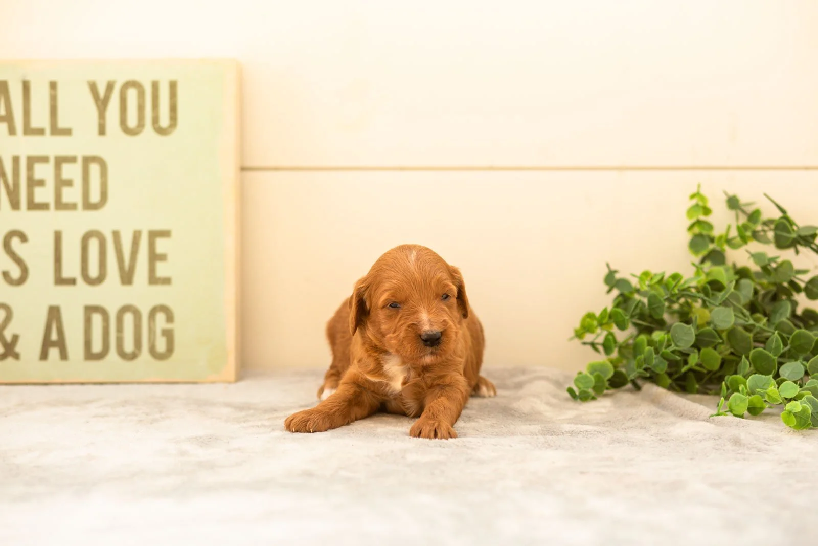 Chai goldendoodle for sale(3).jpg