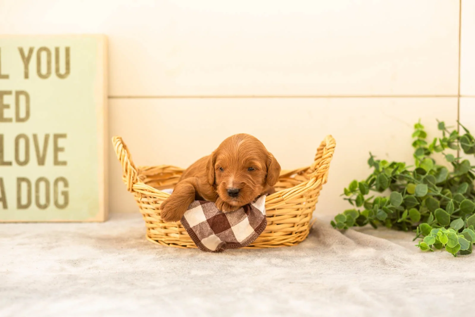 Chai goldendoodle for sale(4).jpg