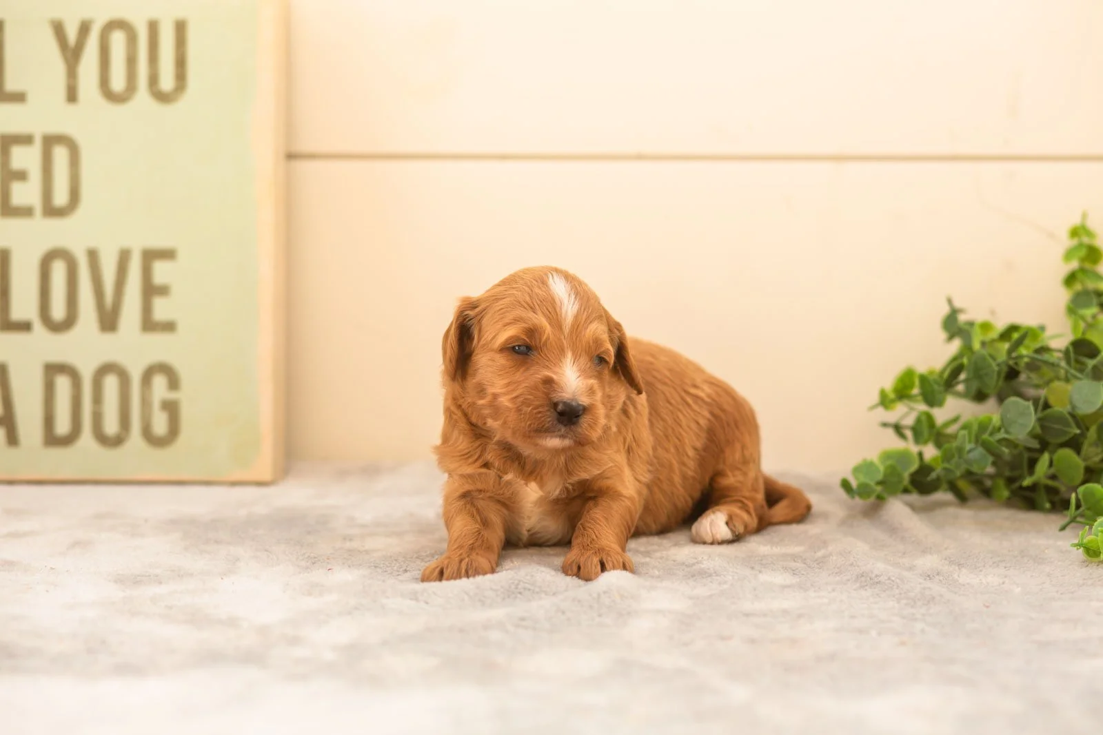 Chino goldendoodle for sale.jpg