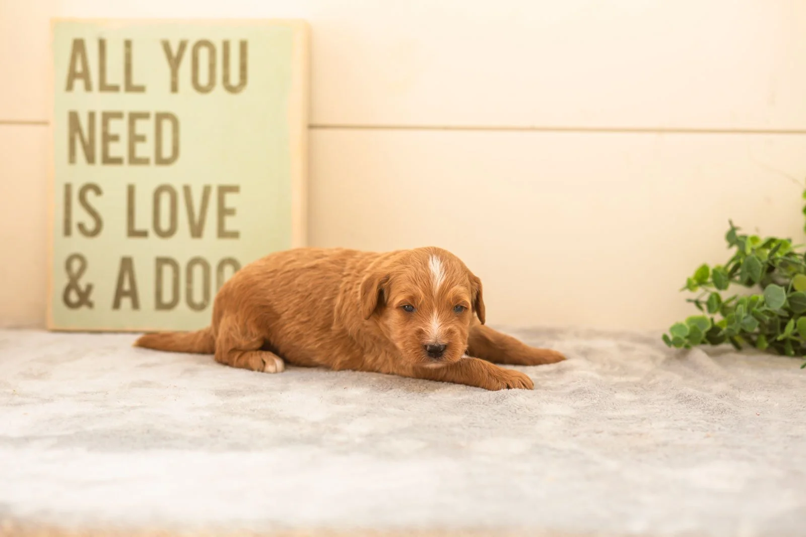 Chino goldendoodle for sale(1).jpg
