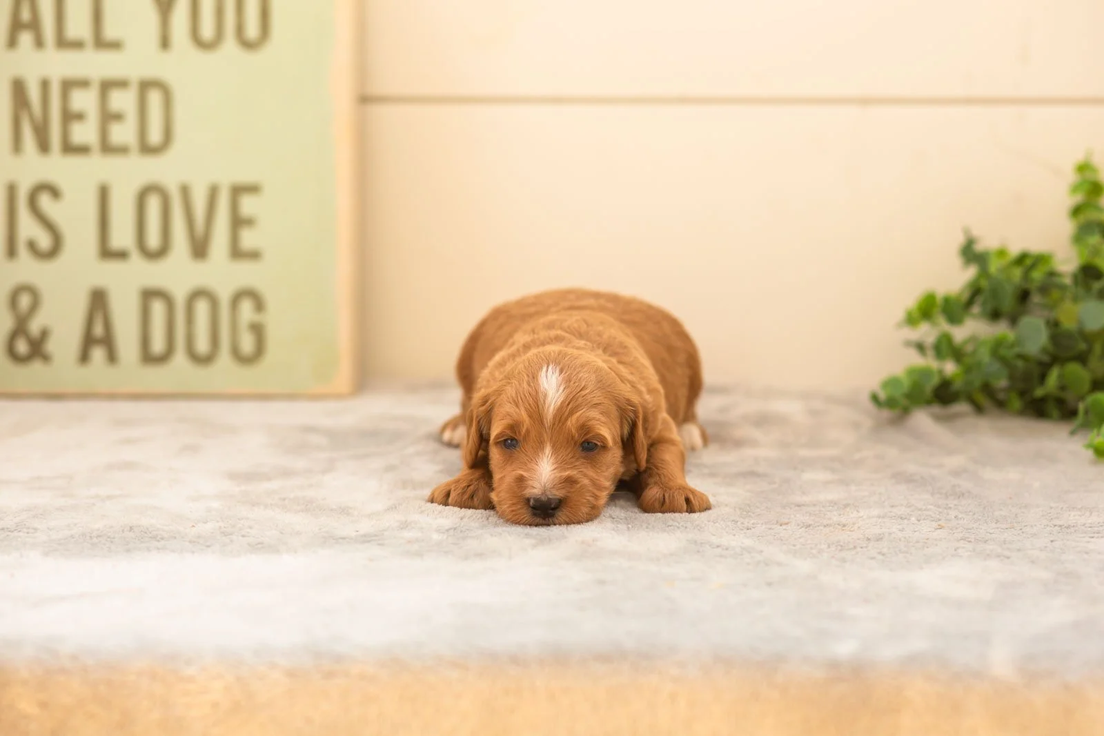 Chino goldendoodle for sale(4).jpg