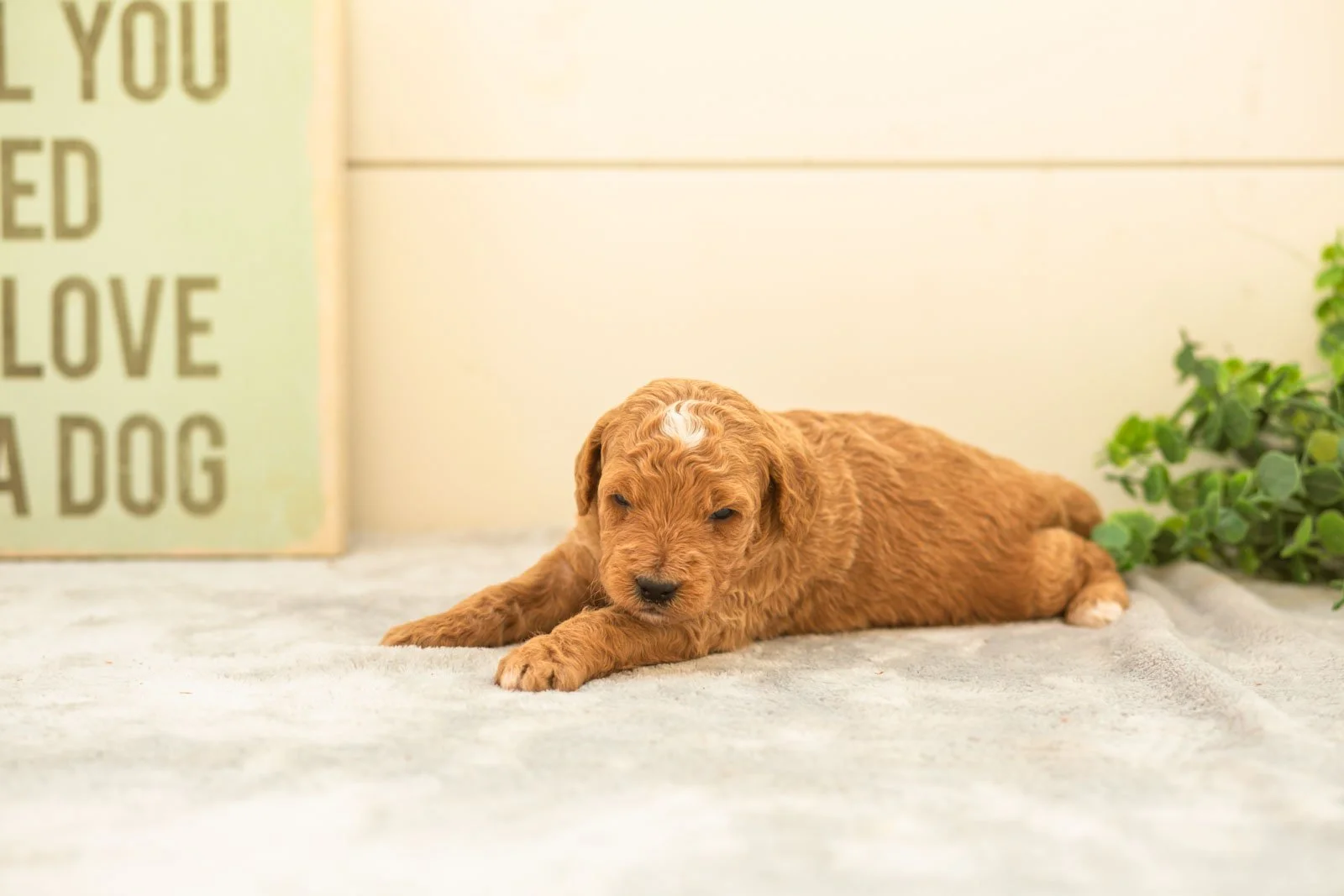 Macchiato goldendoodle for sale(1).jpg