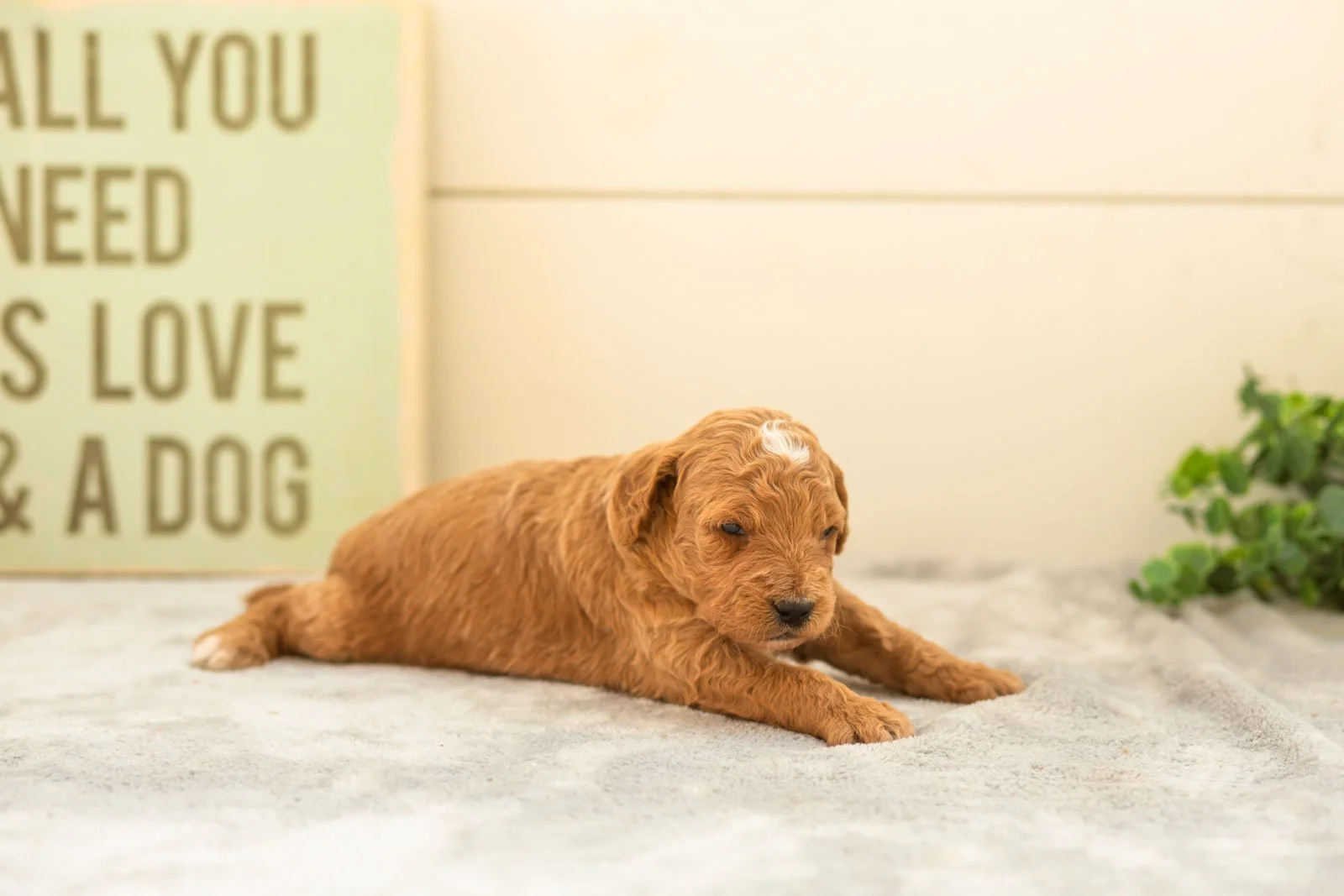 Macchiato goldendoodle for sale(2).jpg