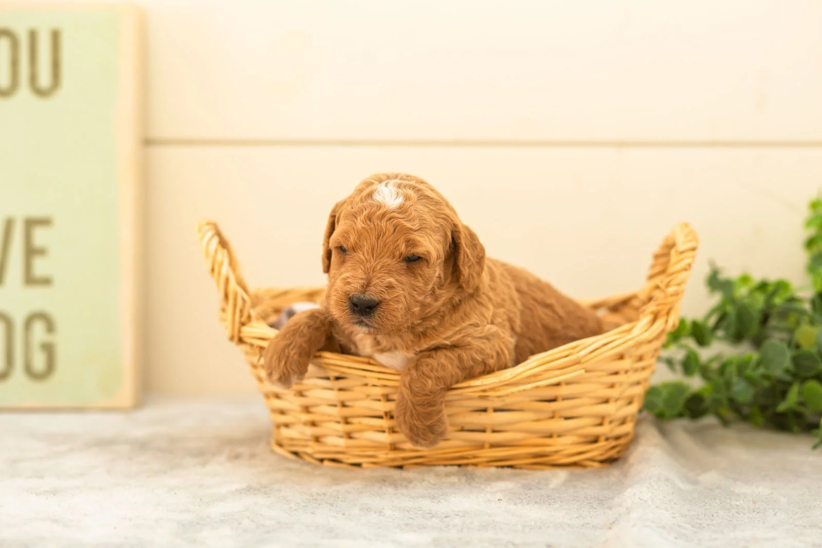 Macchiato goldendoodle for sale(3).jpg