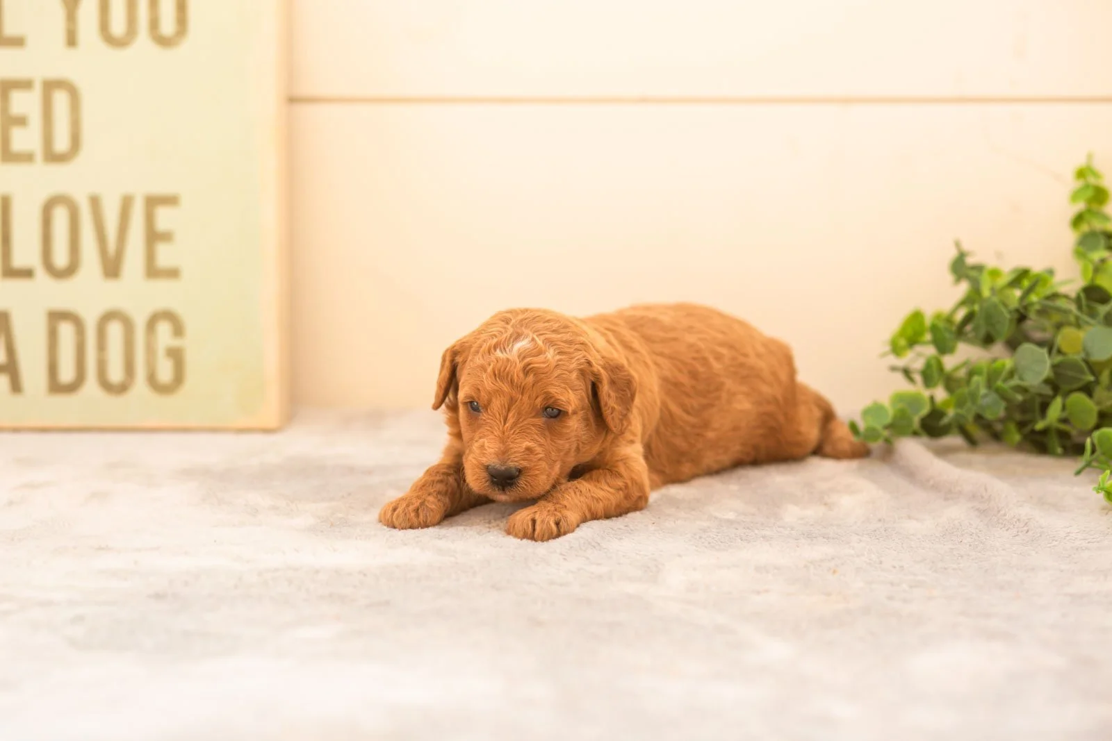 Mocha goldendoodle for sale.jpg