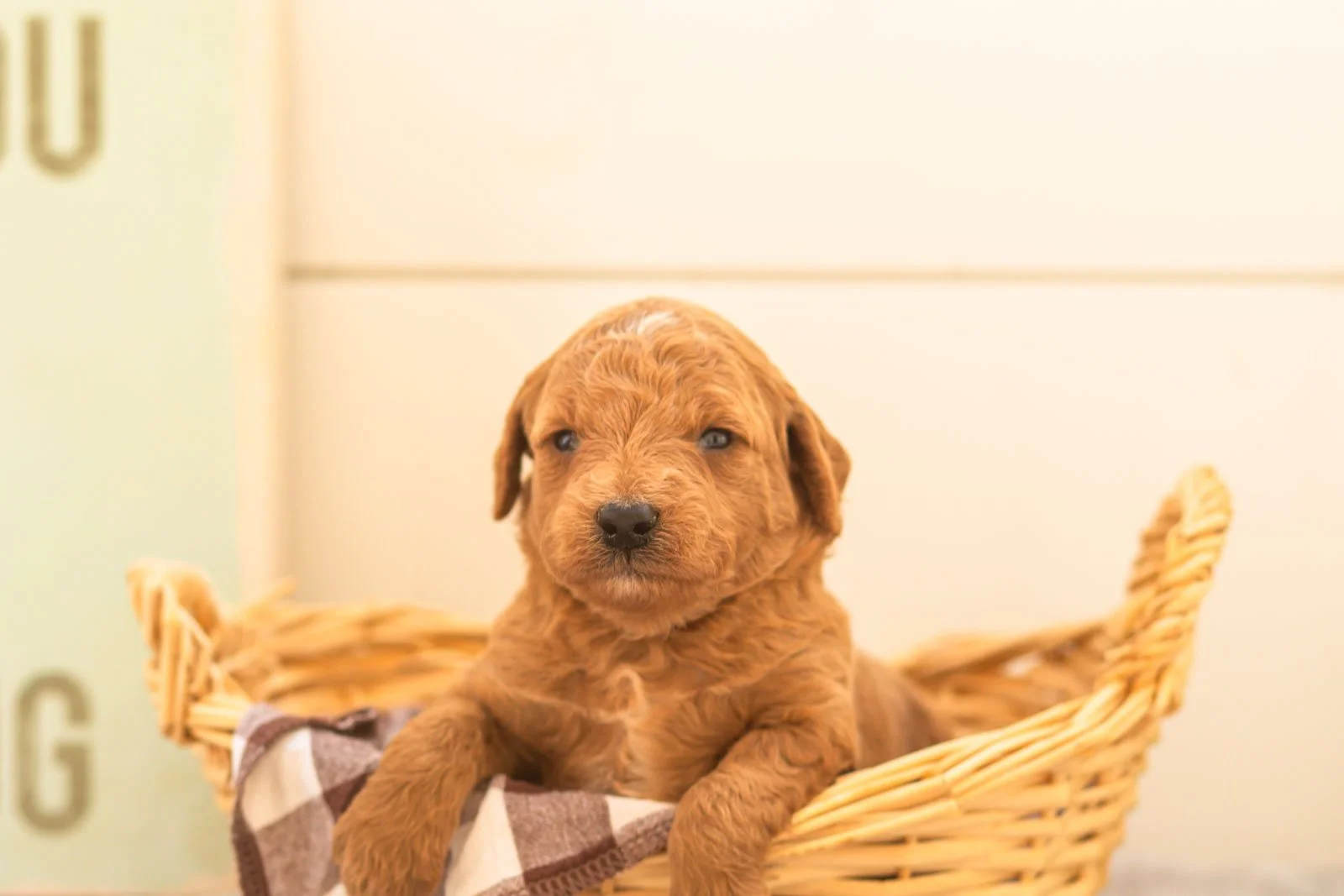 Mocha goldendoodle for sale(3).jpg