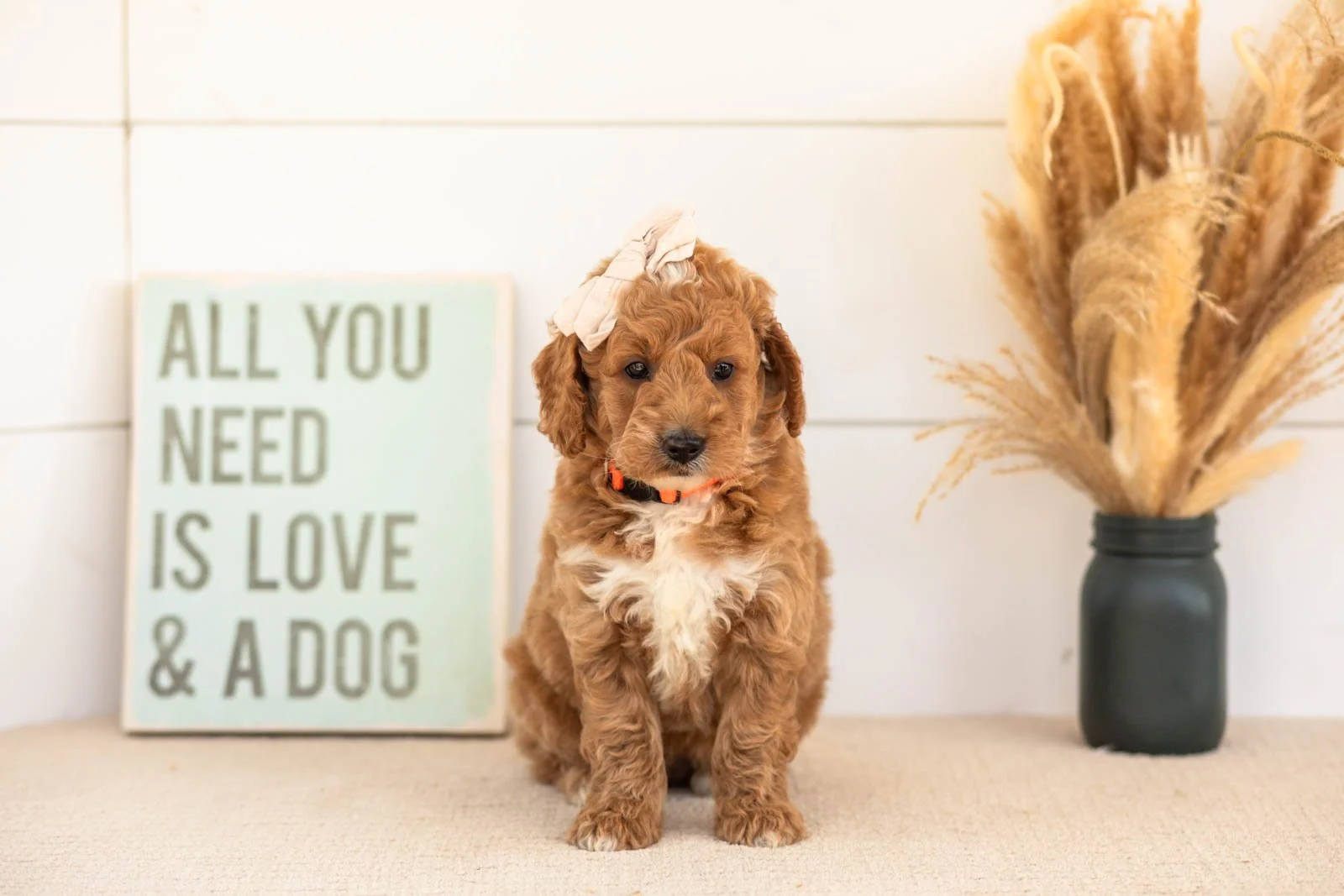 Flora goldendoodle for sale(4).jpg