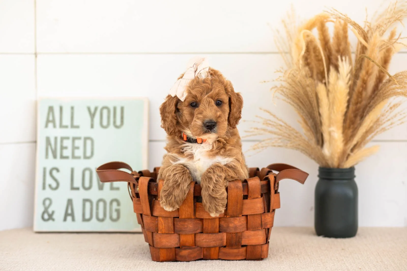 Flora goldendoodle for sale(1).jpg