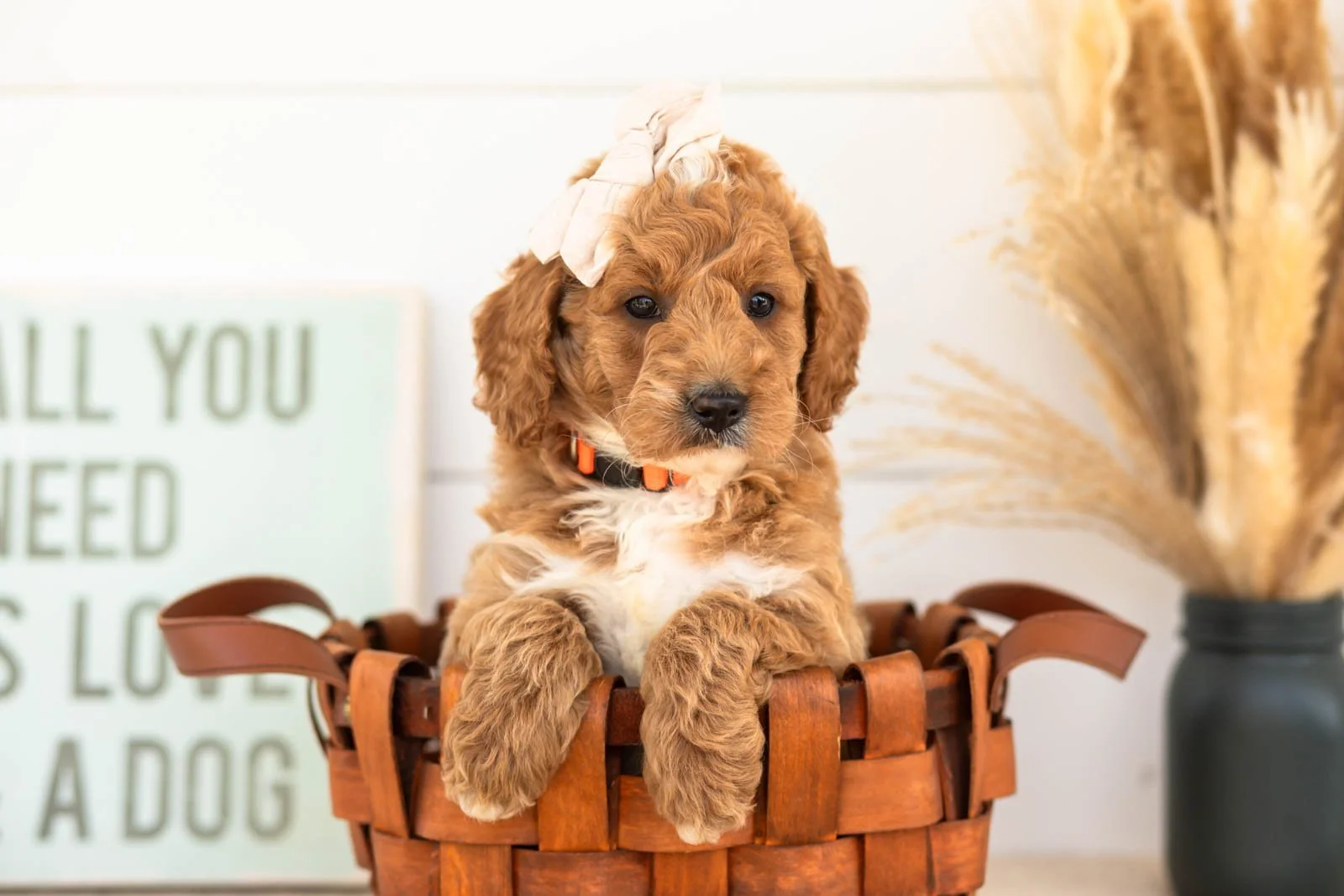 Flora goldendoodle for sale(3).jpg