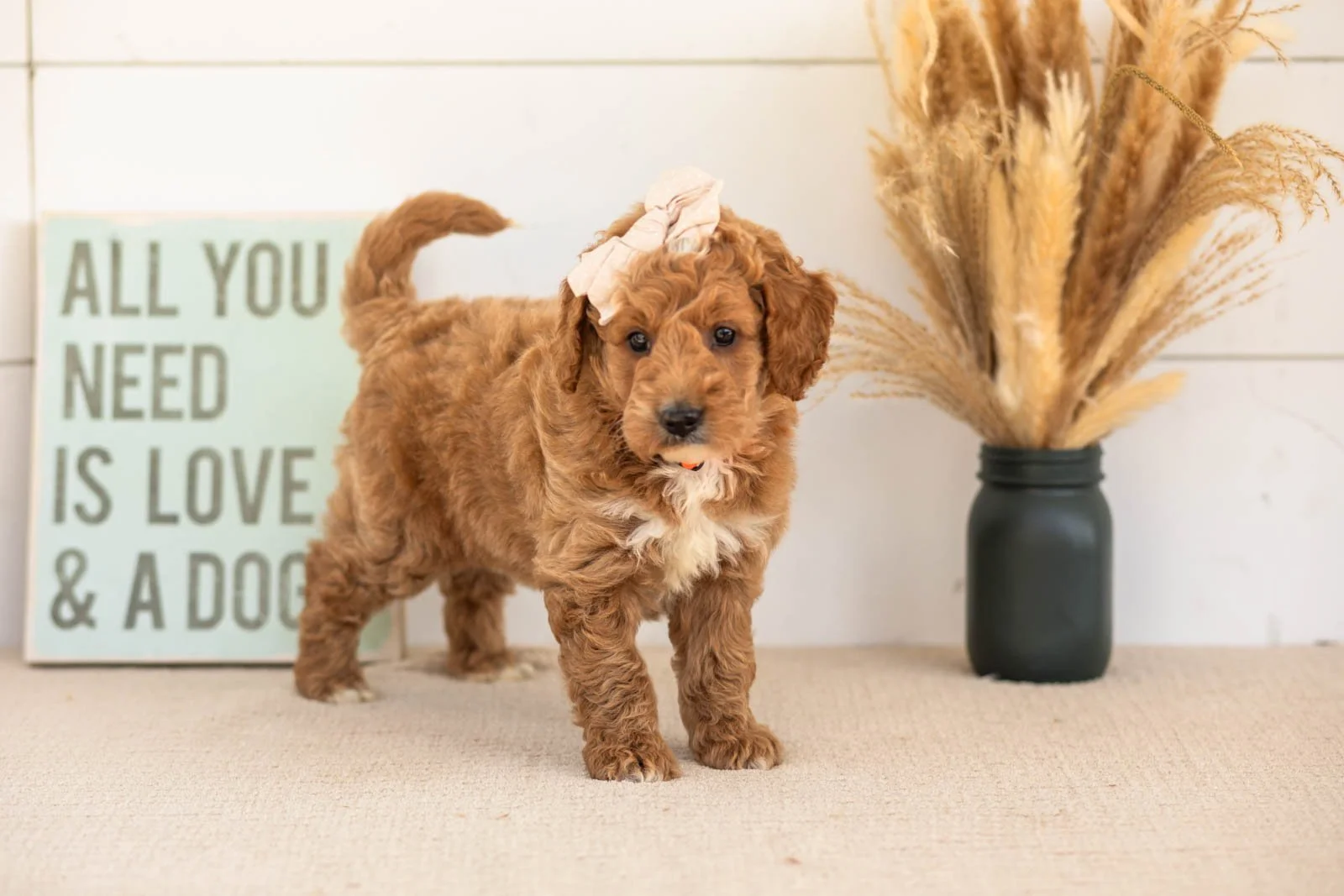 Flora goldendoodle for sale(2).jpg