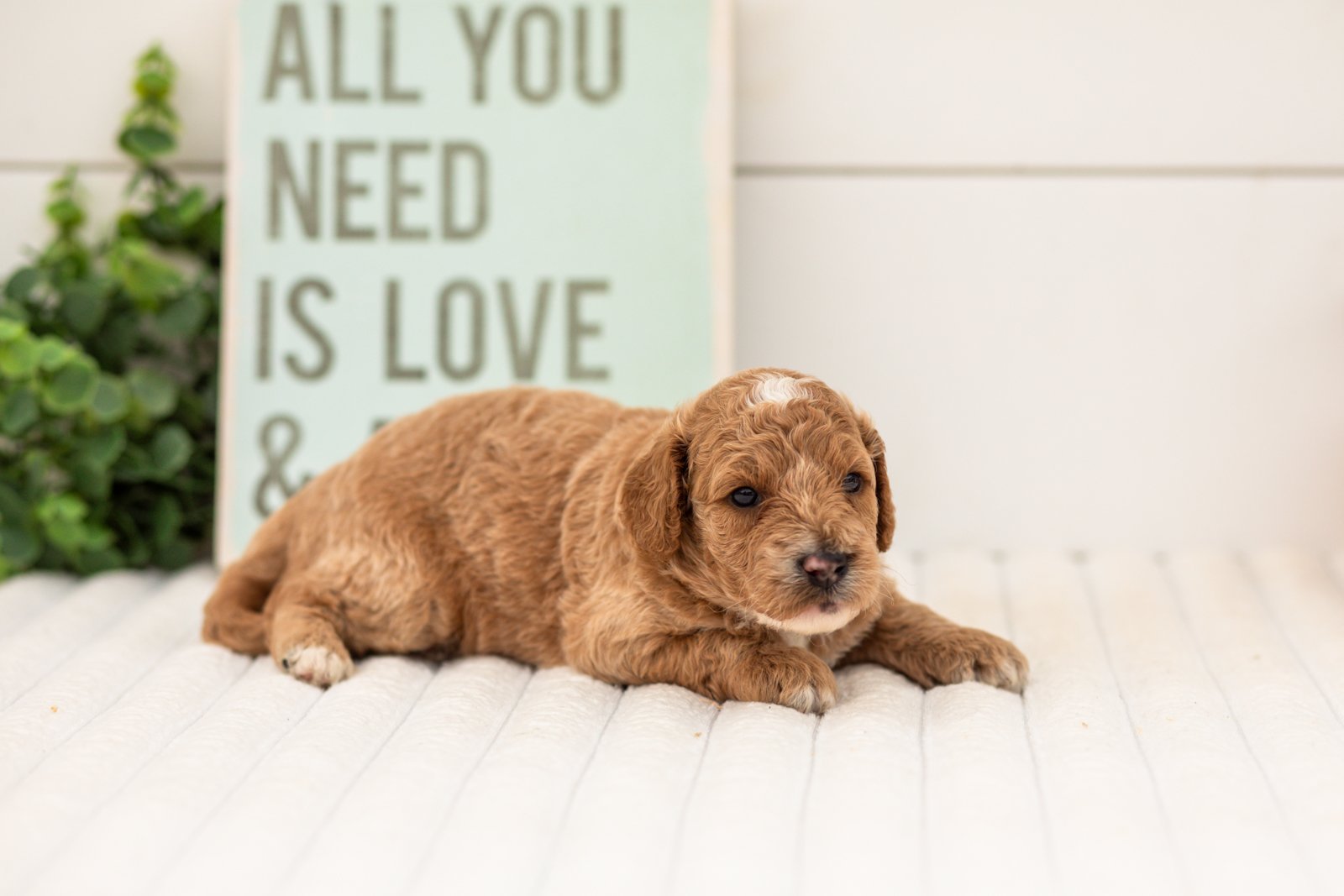Flora goldendoodle for sale(3).jpg