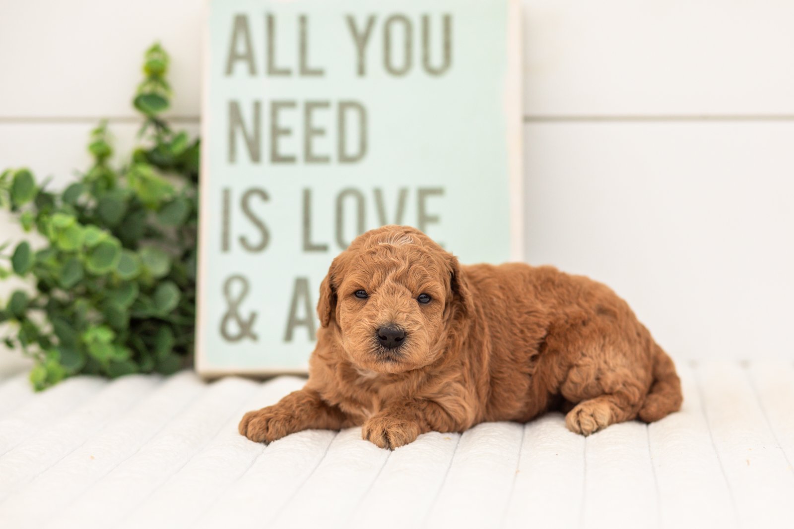 Fiona goldendoodle for sale.jpg