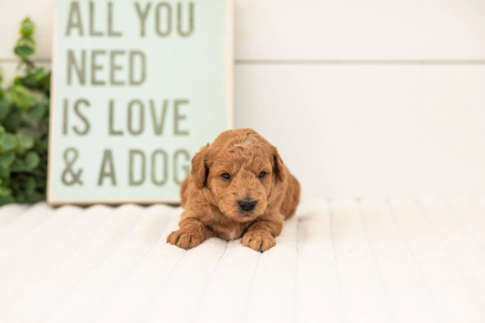 Fiona goldendoodle for sale(1).jpg