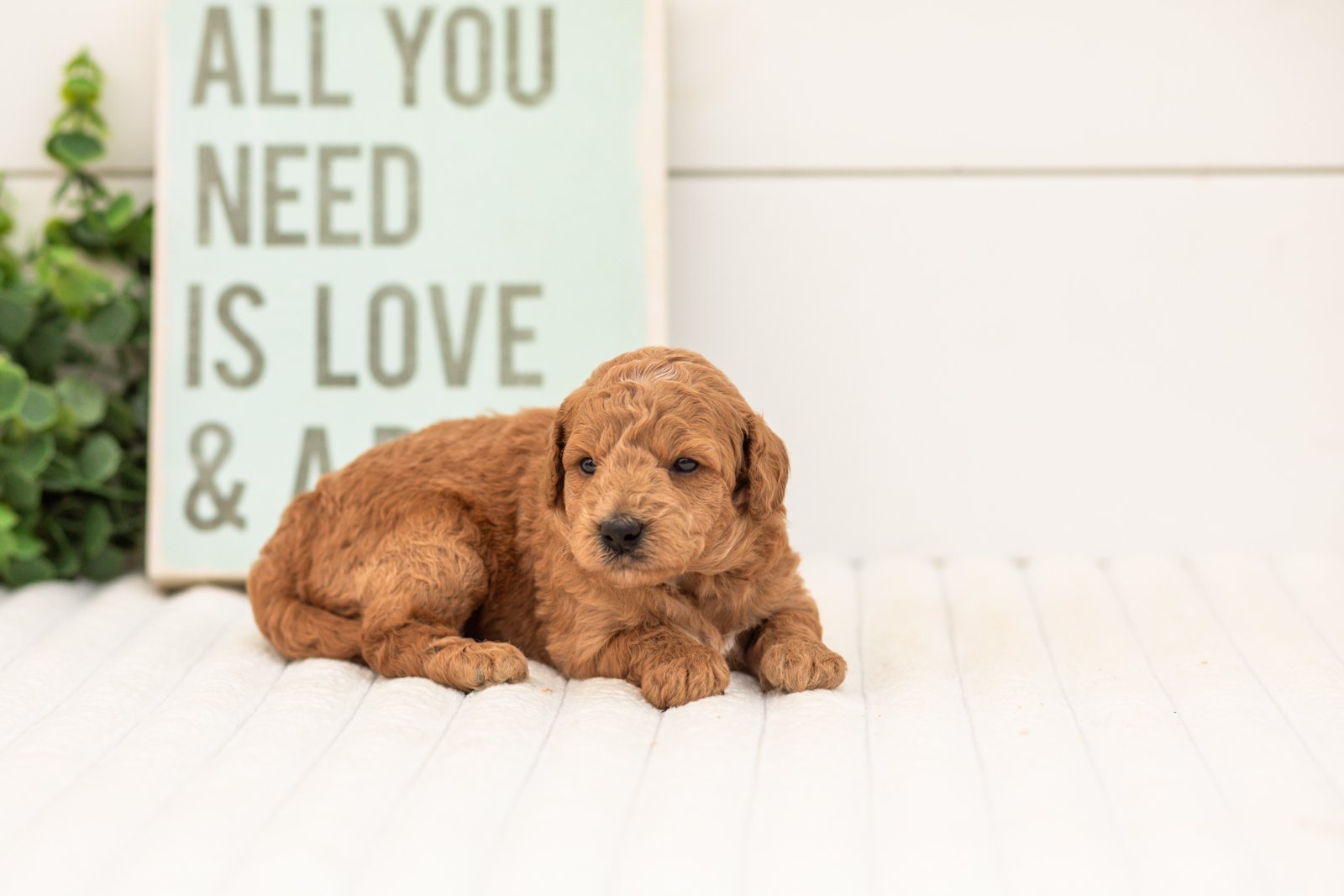 Fiona goldendoodle for sale(2).jpg
