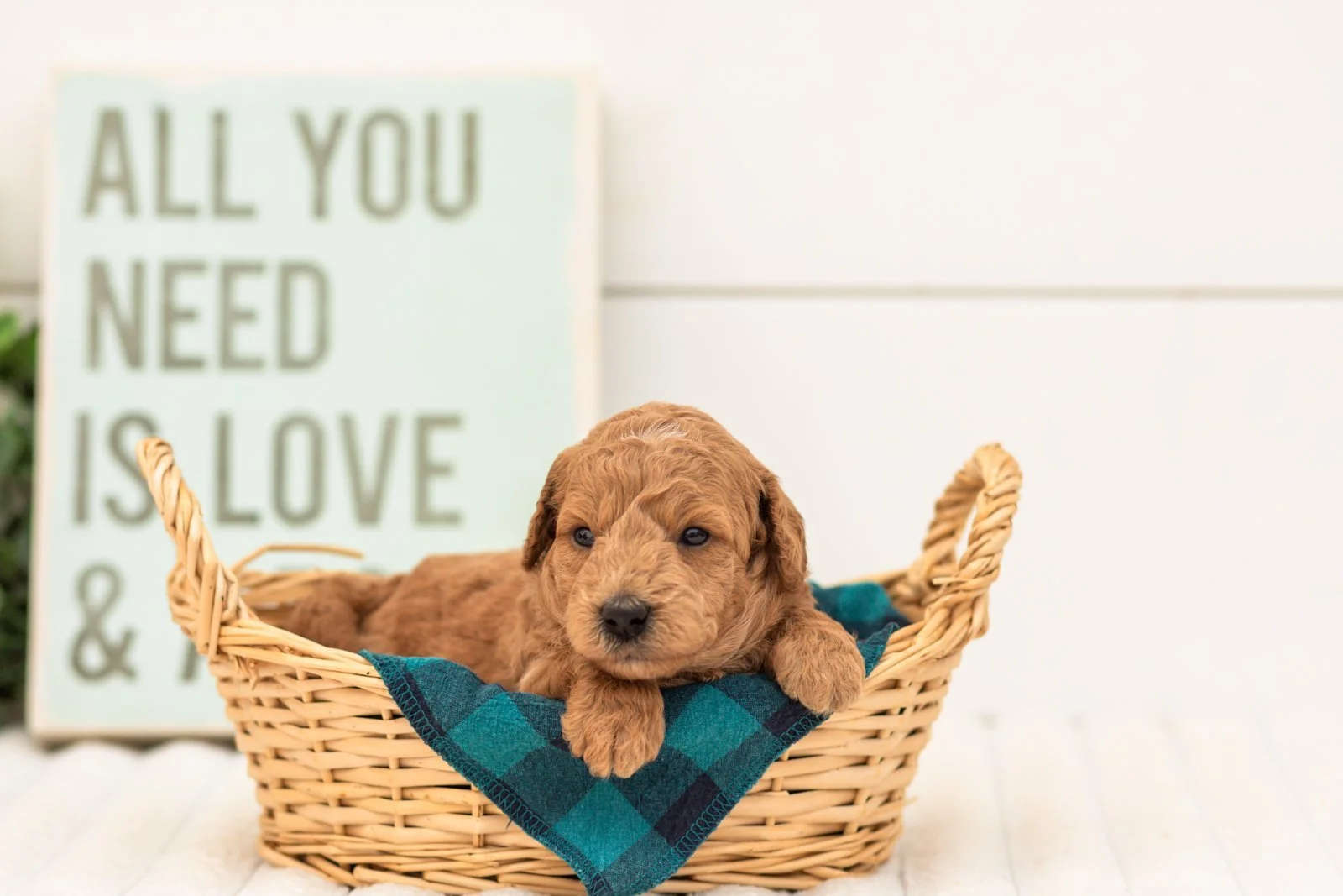 Fiona goldendoodle for sale(3).jpg