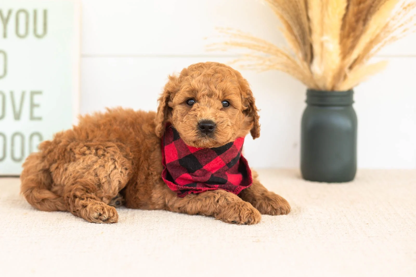 Forest goldendoodle for sale.jpg