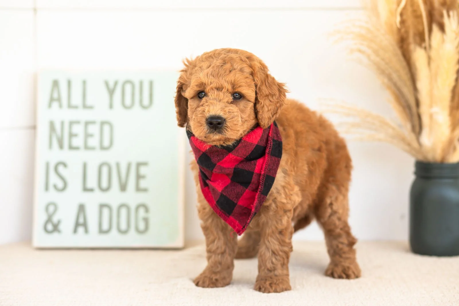 Forest goldendoodle for sale(2).jpg