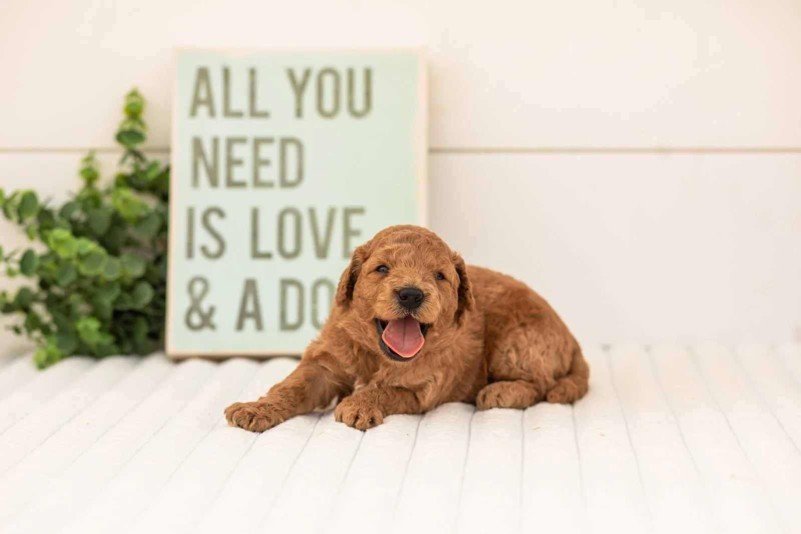 Forest goldendoodle for sale(1).jpg