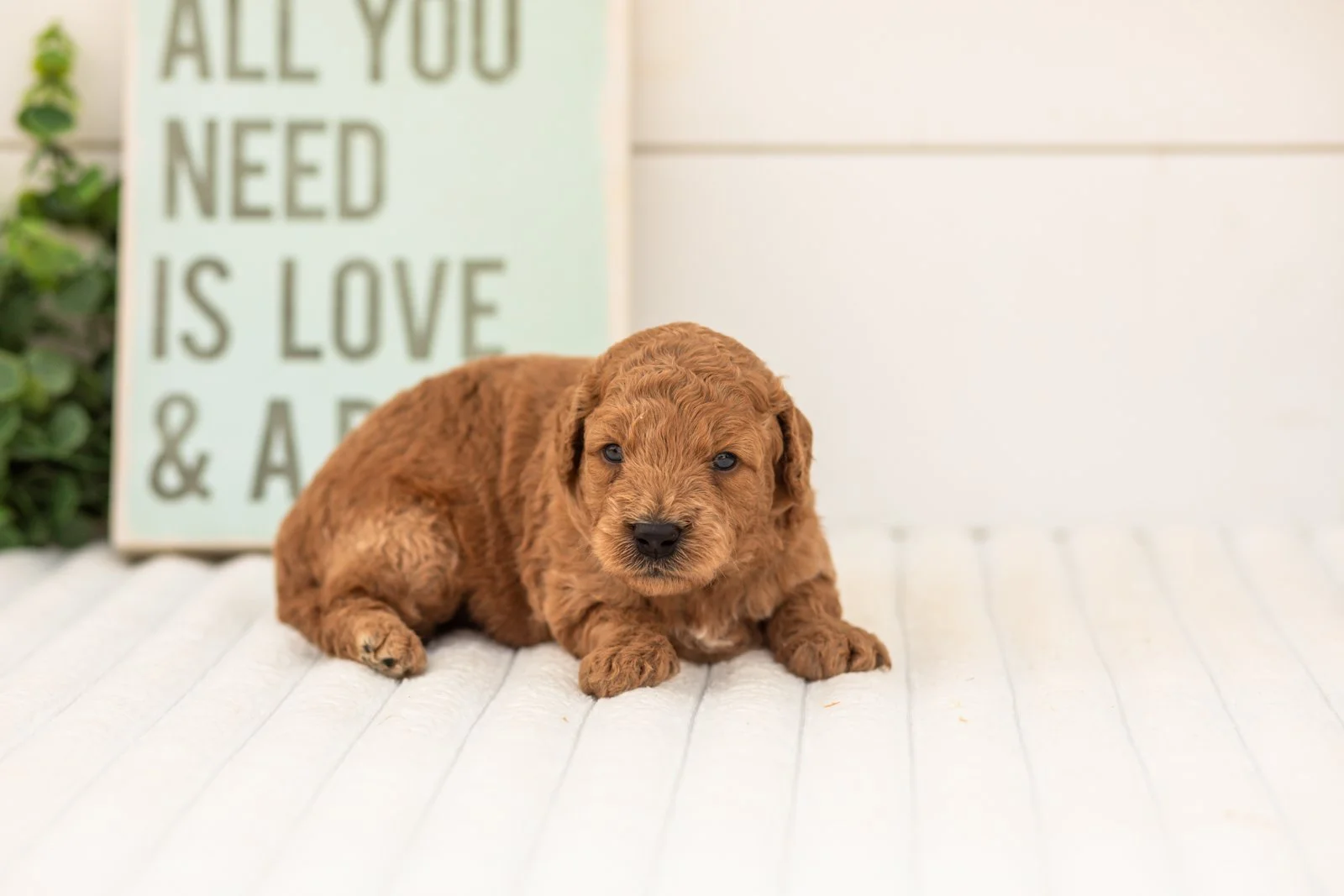 Forest goldendoodle for sale(2).jpg