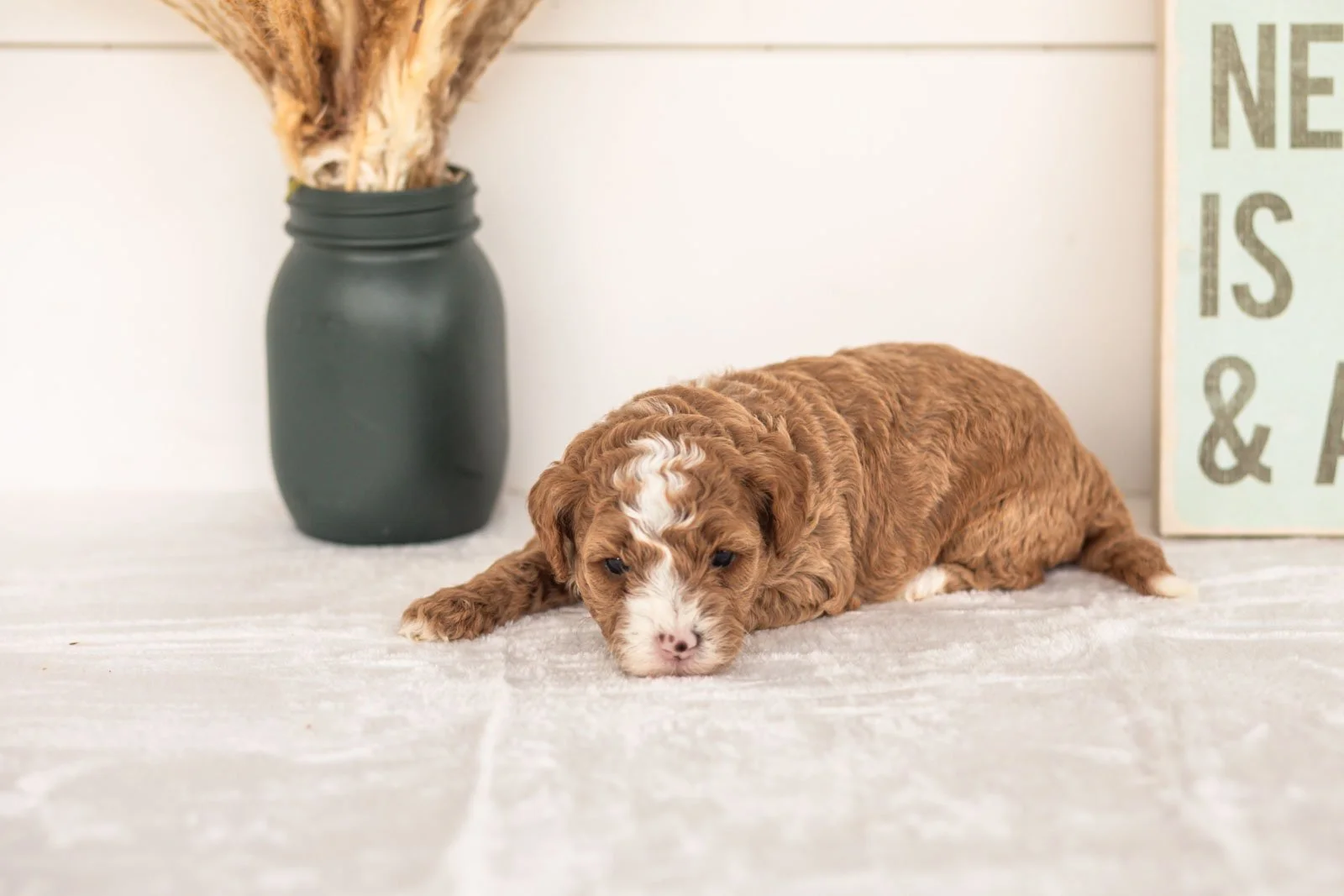 Wednesday goldendoodle for sale(3).jpg
