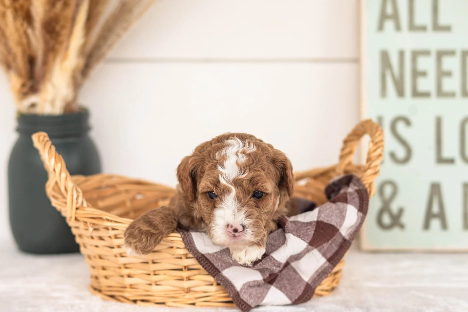 Wednesday goldendoodle for sale(2).jpg