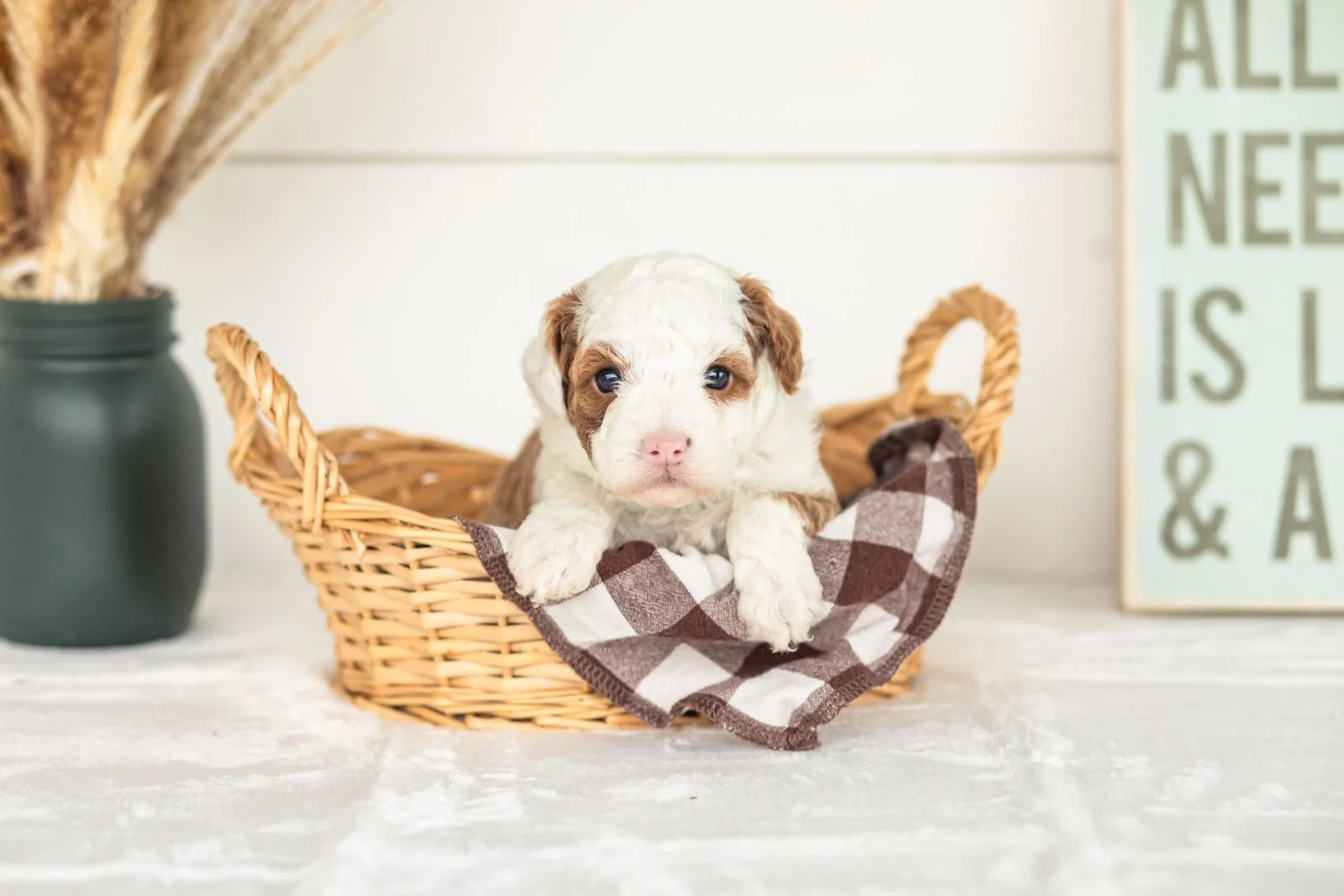 Wonton goldendoodle for sale.jpg
